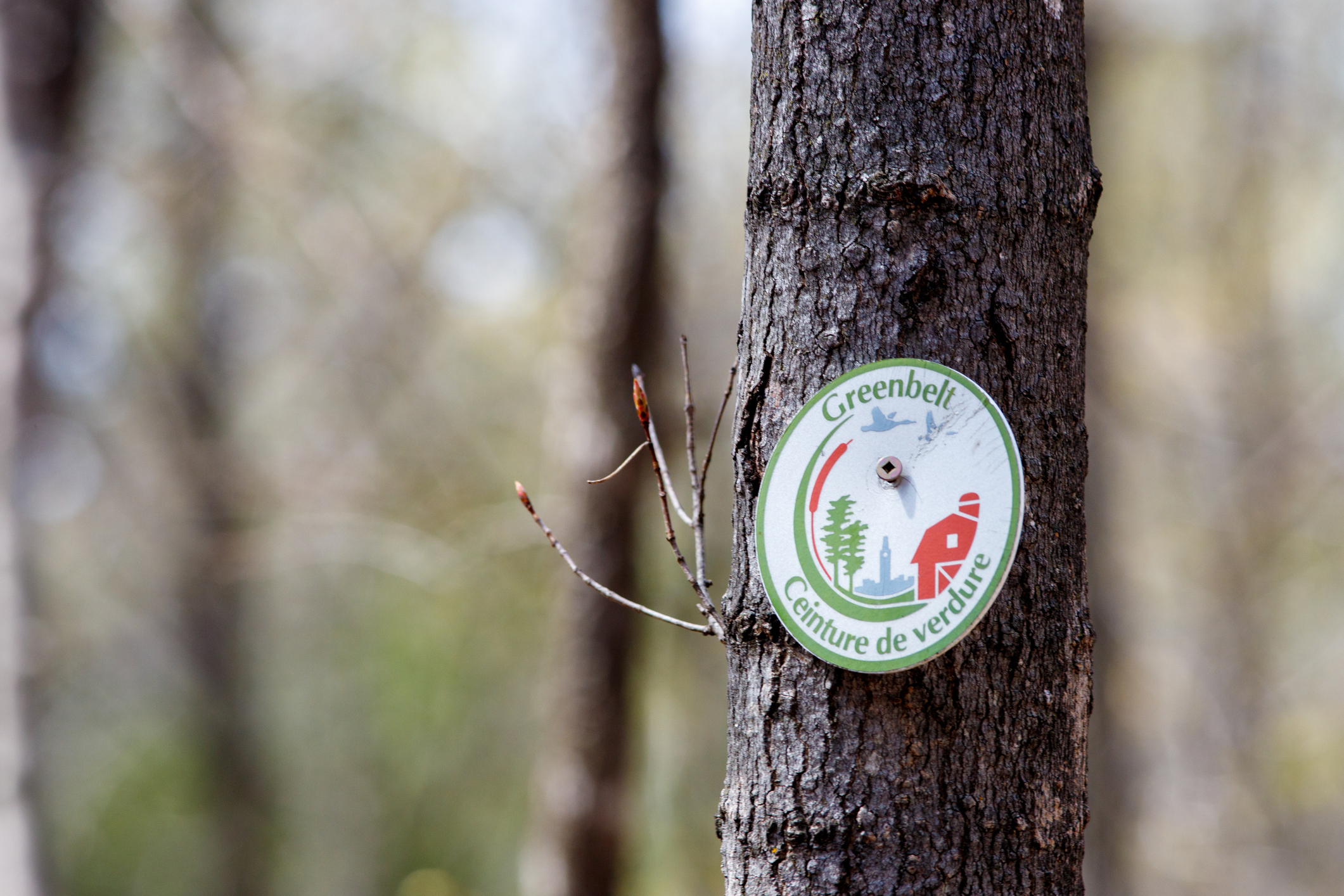 Image of a tree with a Greenbelt sign nailed to the side.